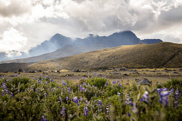 Mountain, alpine meadow and lofty clouds, Cotopaxi