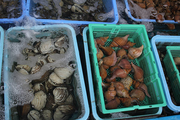 Fresh live shellfish including clam, oysters, and sea snails display in water trays and baskets seafood market in Japan