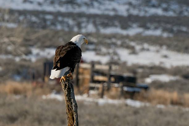 Bald Eagle sits on 100+ year old fence post of old corral looking for a meal in Golden Valley county of Montana in northwestern USA