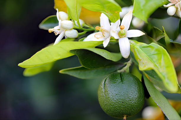 Close-up view of Navel Orange blossoms with large immature green fruit and leafy background as seen in Glendora, California.