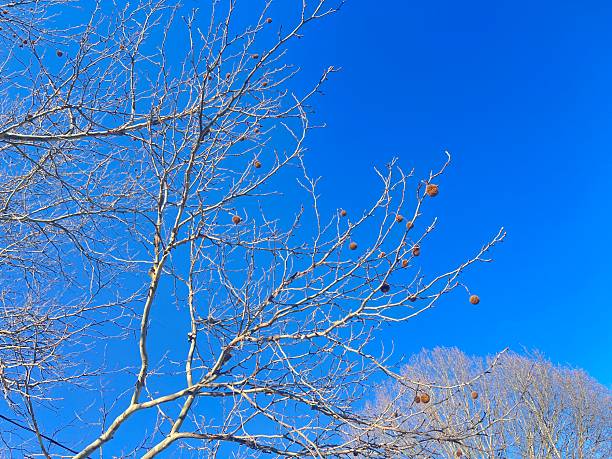 American Sycamore in February 2026 in Massachusetts, against a blue sky.