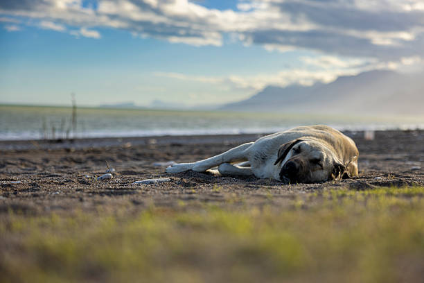 A content dog peacefully resting on a warm surface, perfect for portraying relaxation and tranquility. Captured up-close outdoors, this image exudes calmness and comfort.