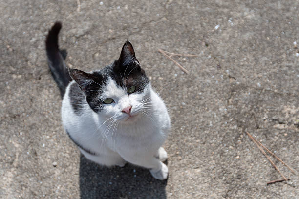 Cute cat sitting and looking up