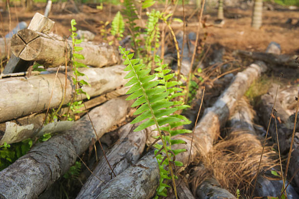 A close-up photograph of a young green plant growing among stacked cut wooden logs. The image symbolizes regeneration, resilience, new life emerging after deforestation, environmental recovery, and the contrast between nature and human activity in a rural plantation setting.