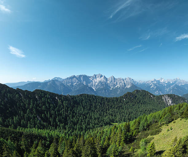 Green alpine meadow overlooking the rugged peaks of the Julian Alps in Slovenia. Dense forest and dramatic limestone mountains create a classic alpine landscape under a clear blue sky.