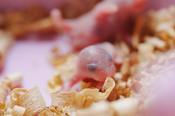 Baby rats are animals that Dirty and annoying to people in the house.