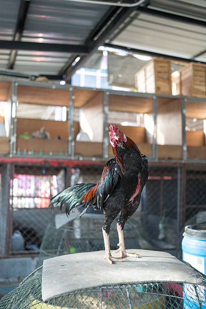 Fighting gamecock in the bamboo coop or Thai chicken. Asian style. Fighting gamecock in Thailand.