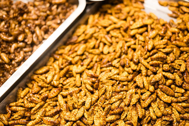 Fried insect, Fried chrysalis on metal trays. Exotic street food fried insects is a popular snack.