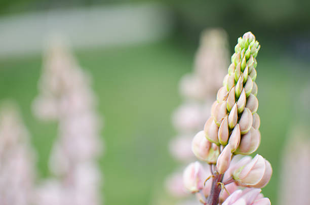 Green and yellow tip of pink lupin with others in background