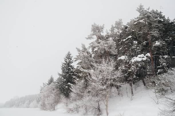 Snowy forest scene during winter, showing trees and ground covered in untouched white snow, creating a serene, cold landscape
