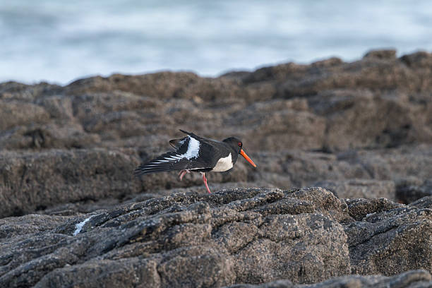 The oystercatcher is very noisy wading bird with a loud 'peep-ing' call. On the coast, it specialises in eating shellfish, particularly cockles and mussels, which it either prises or hammers open with its strong, flattened bill