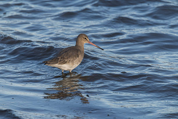 The black-tailed godwit (Limosa limosa) is a large shorebird known for its long legs and bill, with distinctive black and white wing patterns
