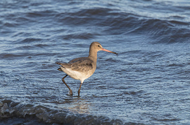 The black-tailed godwit (Limosa limosa) is a large shorebird known for its long legs and bill, with distinctive black and white wing patterns
