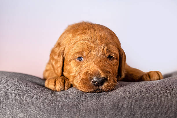 Red fox Labrador retriever puppy resting on soft cushion at two weeks old in calm warm studio closeup portrait
