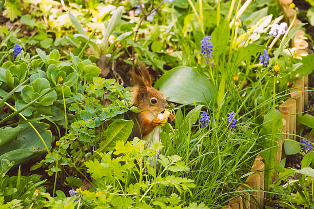 Squirrel in the garden