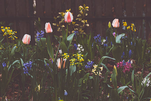 a flower pot in spring with yellow flowers