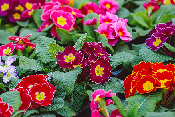 Flower arrangement in the garden