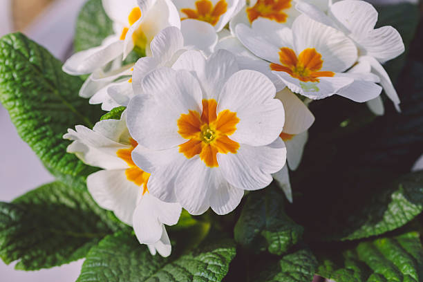 Flower arrangement in the garden