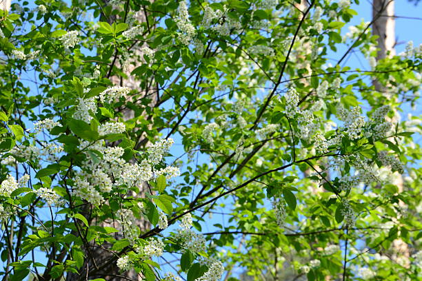 White Blossoms of bird cherry tree on a Tree in Spring Sunlight
