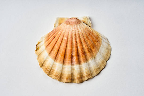 Marine shell from tropical seas on a white background