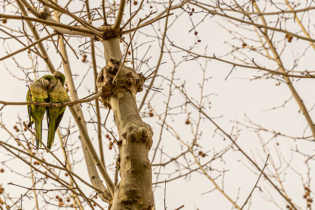 Two monk parakeets huddled together on branch against cloudy grey sky, bare tree in park with twigs in blurred background, green and grey plumage, wildlife in Barcelona, Spain