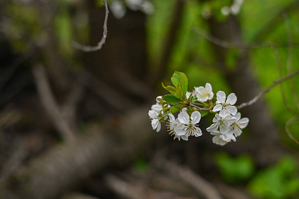Blossom flowers growing on cherry tree branch. Closeup blooming detail with sunlight and airy background. flowering focus supports natural spring concept of renewal, growth and peaceful outdoor