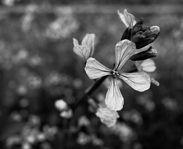 Close-up black-and-white photograph of a single delicate wildflower with four veined petals in sharp focus against a soft bokeh background