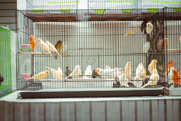 Parrots in the zoo