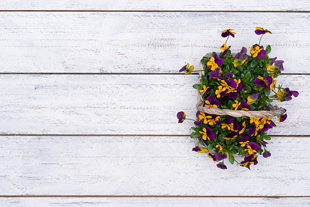Spring flower arrangement of yellow magenta viola blossoms in basket on white vintage wood background placed off center
