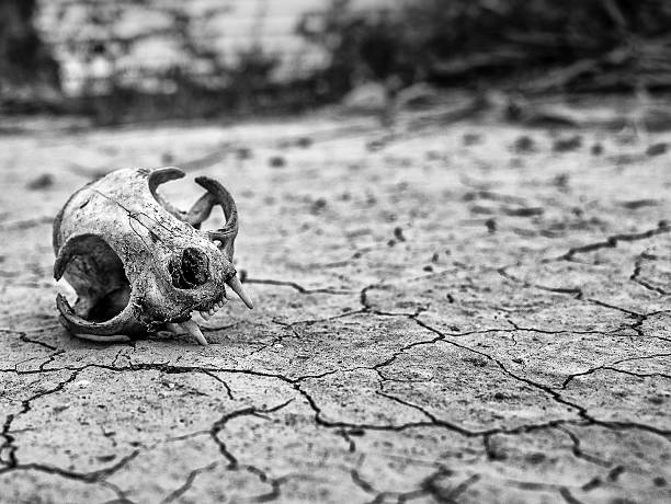 Black-and-white close-up of a small animal skull with horns resting on cracked, parched ground; foreground sharp, background blurred, moody desolate atmosphere