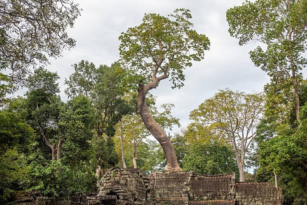 Old stone wall of Angkor temple complex surrounded by lush green tropical forest under blue sky