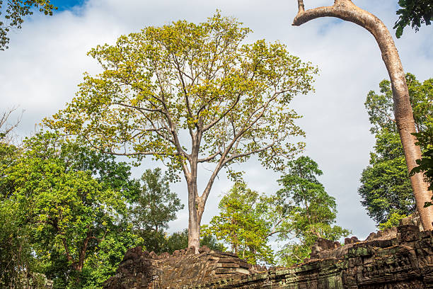 A wide-canopied tree casts shade across scattered sandstone blocks and dry earth near the Baphuon temple in Angkor, Cambodia. Tall forest trees surround the archaeological site, with sunlight highlighting the textured ground and historic remains.