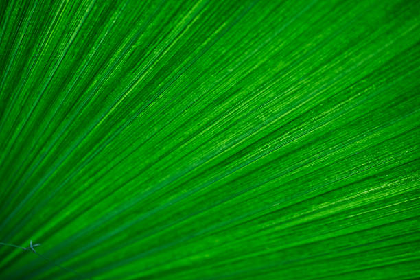 Vibrant Green Leaf Texture with Natural Veins