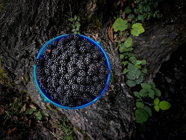 Ripe, glossy blackberries in a lush green forest setting