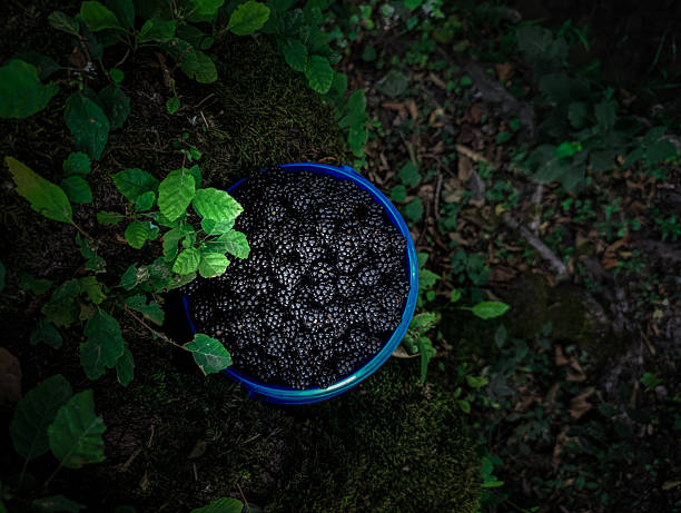 Ripe, glossy blackberries in a lush green forest setting