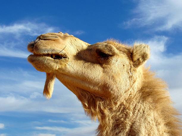 White camels are considered the most beautiful by the Tuareg people in the Sahara. They make the camels even more beautiful and valuable with cosmetic surgery. The three bumps on the bridge of the nose and the flap of skin under the chin are typical. They are created by cuts in the skin that form scars in the desired shape. This camel also has three copper rings under its eye.