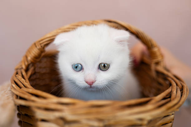 A cute white kitten with different eyes is sitting in a basket