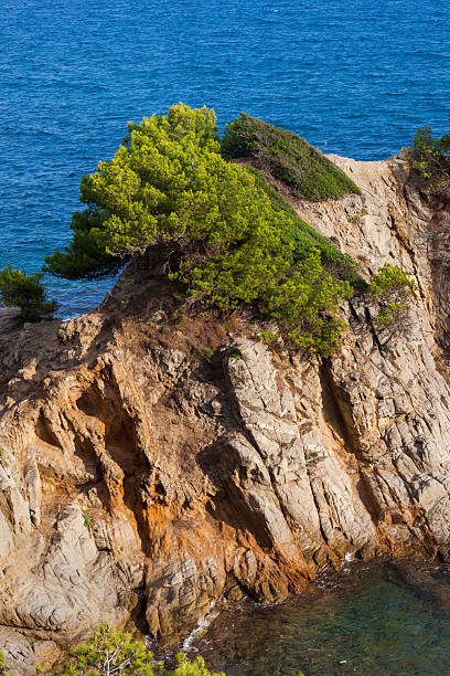 Steep cliff of an islet in the Mediterranean Sea with short pine tree on top, Costa Brava coast in Lloret de Mar, Catalonia, Spain.