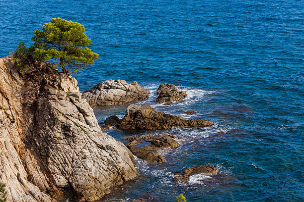 Costa Brava seascape with rocks and lonely pine tree at the Mediterranean Sea in Lloret de Mar, Catalonia, Spain.
