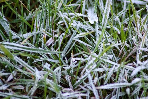 Vibrant green grass blades covered in a delicate layer of white frost, creating a beautiful and serene winter texture with a soft, blurred background.