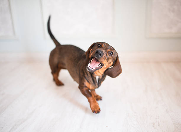 Adorable brown dachshund with open mouth expressing joy and positive emotions against bright interior background looking directly at the camera.
