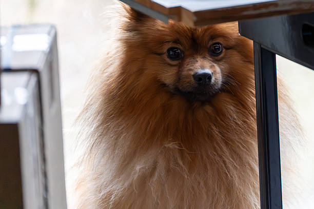 A dog with a fluffy coat is sitting on a table. The dog has a black nose and is looking at the camera