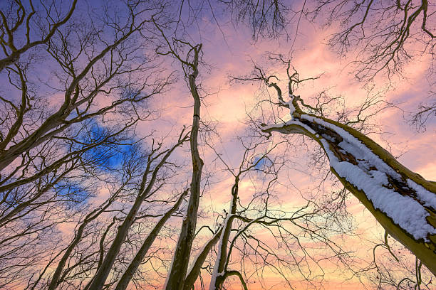 Looking up into treetops with blue sky and white clouds