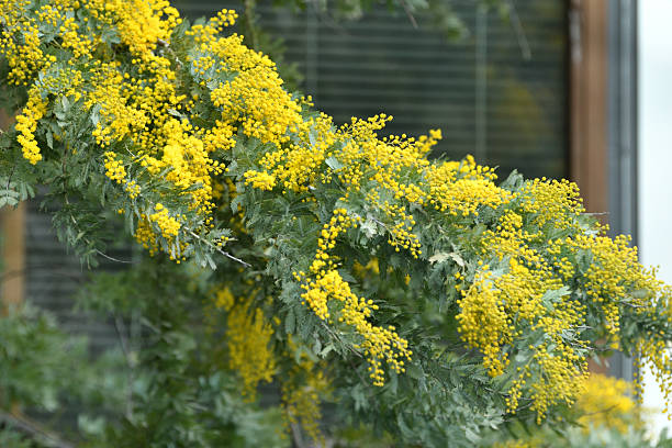 Acacia baileyana, also called Cootamundra waffle, is a large evergreen shrub or small tree, adorned with a wide-spreading canopy and weeping branches, clothed in feathery, finely cut, blue-gray leaves. The foliage remains appealing all year round. In late winter to early spring, clouds of bright golden-yellow, small, rounded flowers held in axillary racemes cover the branches and create a striking floral display. As some photos show, it is a great plant for slopes and banks.These photos were taken on a very windy day in spring.