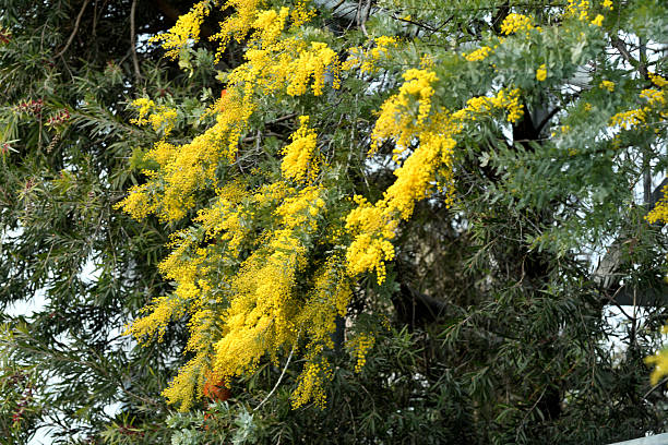 Acacia baileyana, also called Cootamundra waffle, is a large evergreen shrub or small tree, adorned with a wide-spreading canopy and weeping branches, clothed in feathery, finely cut, blue-gray leaves. The foliage remains appealing all year round. In late winter to early spring, clouds of bright golden-yellow, small, rounded flowers held in axillary racemes cover the branches and create a striking floral display. As some photos show, it is a great plant for slopes and banks.These photos were taken on a very windy day in spring.