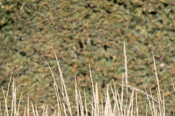A bunch of dry grass in a field. The grass is brown and tall. The field is surrounded by trees