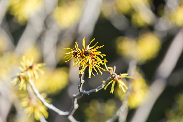 Spring blooms