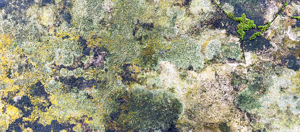 background of a green mossy cement wall, photo taken from the front