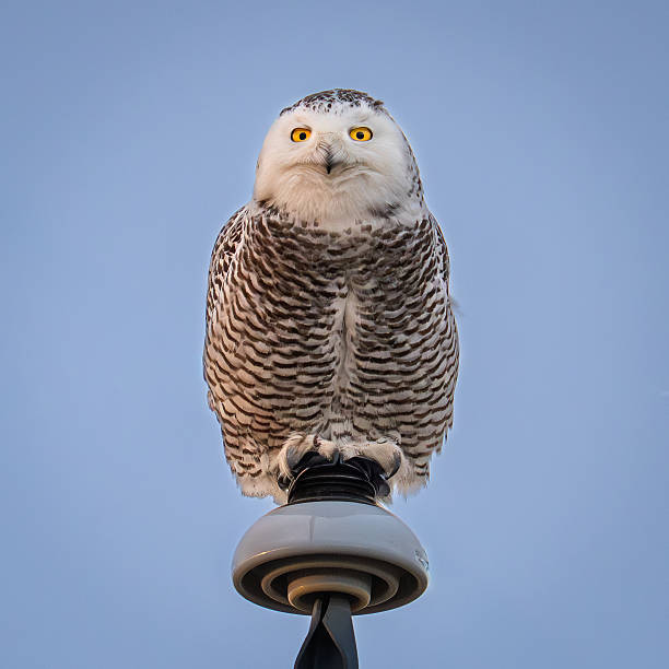 A female Snowy Owl (Bubo scandiacus) faces forward while perched atop a utility pole in the agricultural region of Alberta and Saskatchewan, Canada. Photographed in February 2026, her golden eyes and distinctive brown barring contrast against a soft winter sky on the Canadian prairie.