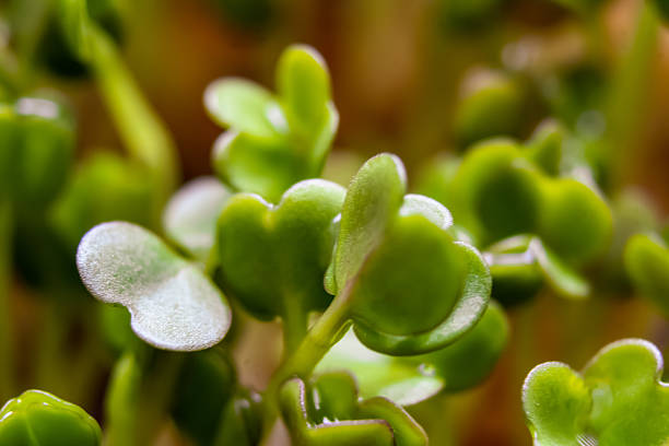Close-up of Freshly Grown Green Sprouts. Fresh watercress shoots contain a lot of light
